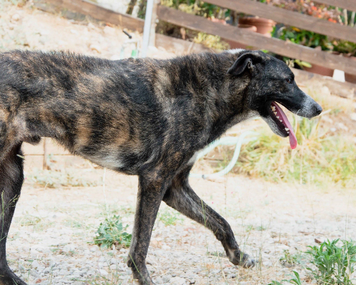 Vuoi adottare un cane a Palermo?