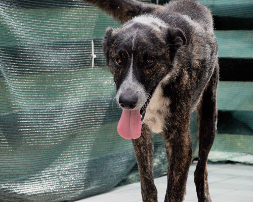 Adotta il cane Thor a Palermo