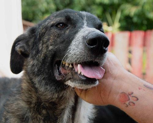 Adotta un cane, taglia media, maschio, Palermo