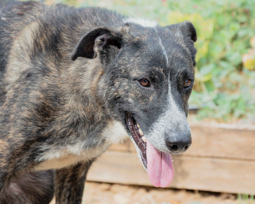 Adotta un cane, maschio, 4 anni  e 3 mesi , Palermo