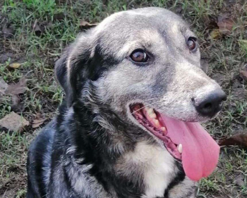 Adotta un cane, femmina, 6 anni  e 10 mesi , Crotone