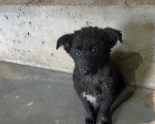 Adotta un cane, maschio, 3 anni e 5 mesi, Firenze