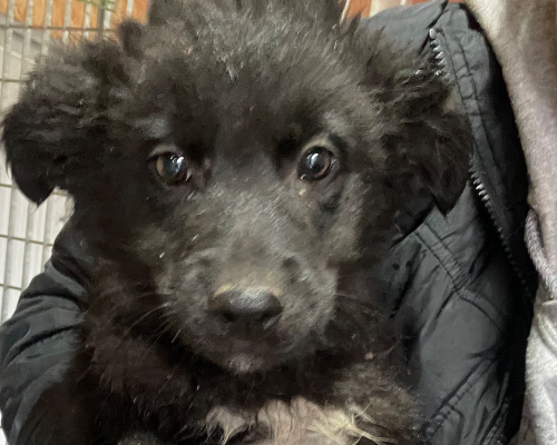 Adotta un cane, taglia media, maschio, Firenze