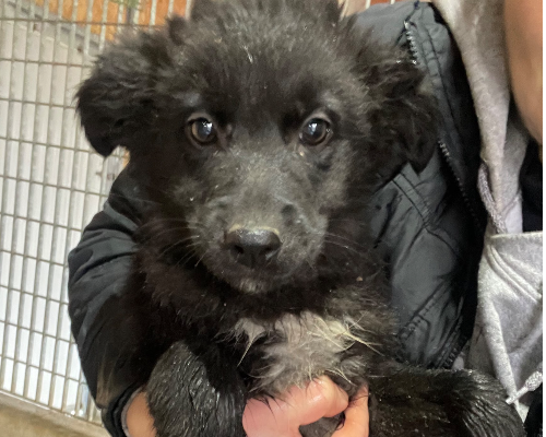 Adozione cane, maschio, meticcio, 3 anni e 5 mesi, taglia media, Firenze