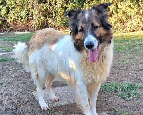 Adotta un cane, taglia grande, maschio, Bergamo