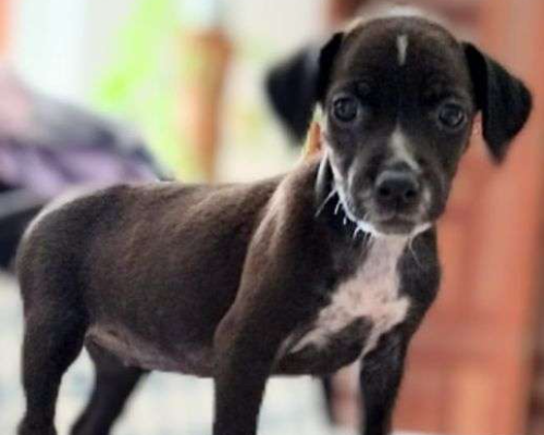 Adozione cane, femmina, meticcio, 3 anni, taglia piccola, Taranto