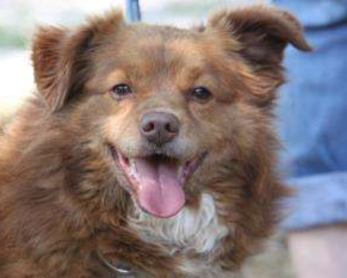 Adotta un cane, maschio, 10 anni  e 8 mesi , Milano