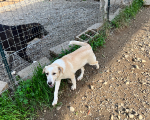 Adotta un cane, femmina, 2 anni  e 8 mesi , Catanzaro