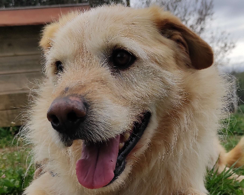 Adotta il cane Pippo a Viterbo