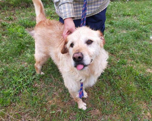 Adotta un cane, taglia piccola, maschio, Viterbo