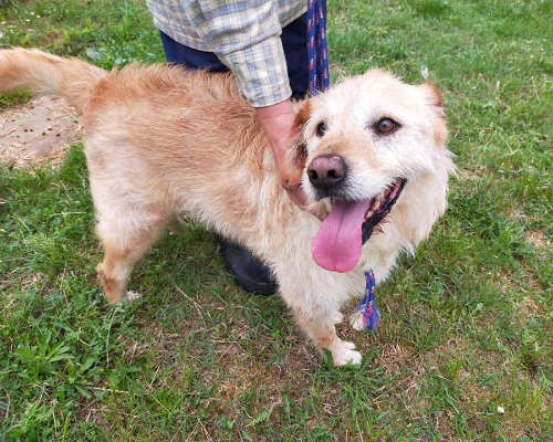 Vuoi adottare un cane a Viterbo?