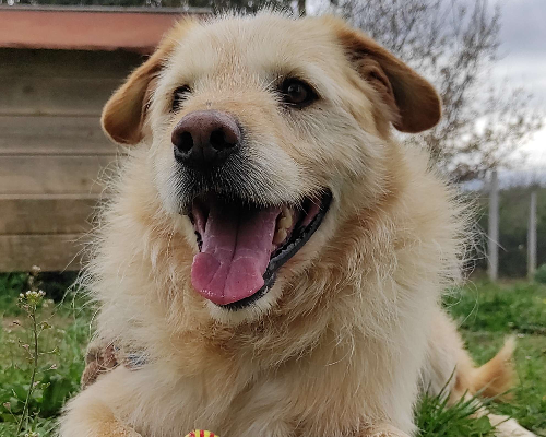 Adozione cane, maschio, meticcio, 8 anni e 8 mesi, taglia piccola, Viterbo