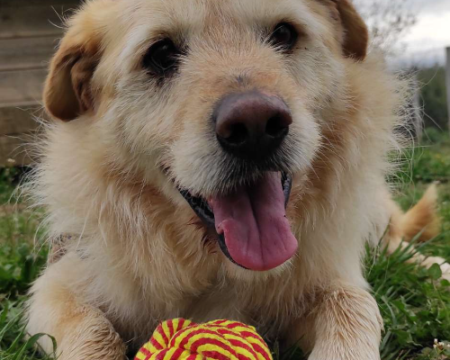 Adotta un cane, maschio, 8 anni e 8 mesi, Viterbo