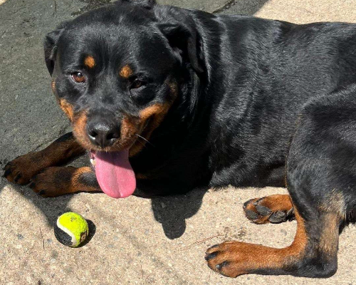 Adotta un cane, taglia media, femmina, Crotone