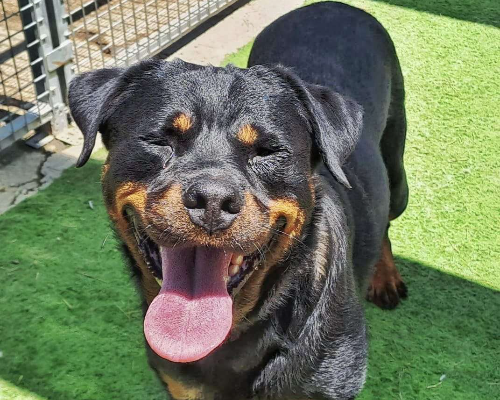 Adotta il cane XENA a Crotone