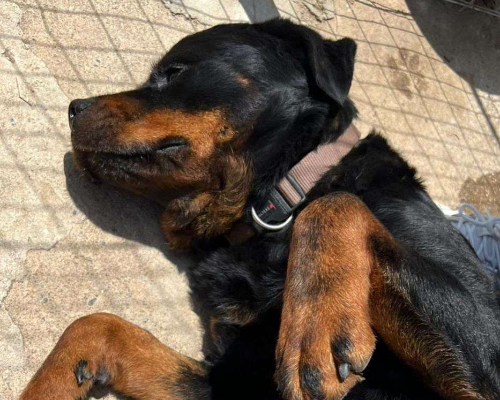 Vuoi adottare un cane a Crotone?