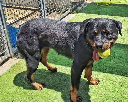 Adozione cane, femmina, Rottweiler, 6 anni e 9 mesi, taglia media, Crotone