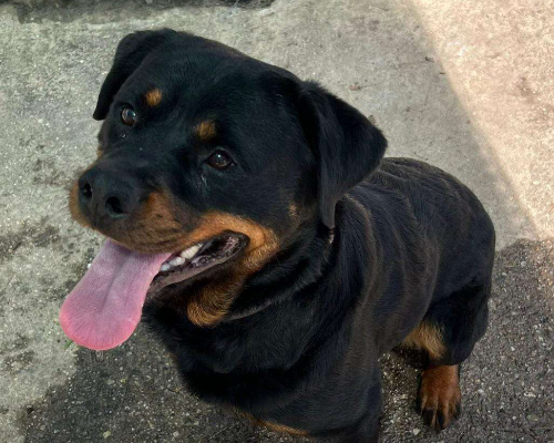 Adotta un cane, femmina, 6 anni e 9 mesi, Crotone