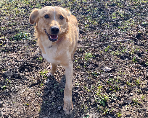 Adotta un cane, taglia media contenuta, maschio, Avellino