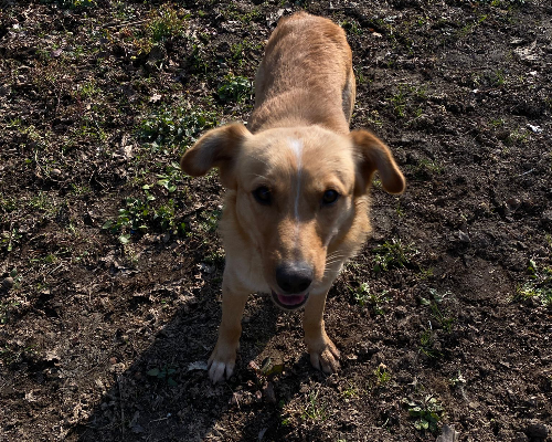 Adotta un cane, maschio, 4 anni  e 4 mesi , Avellino