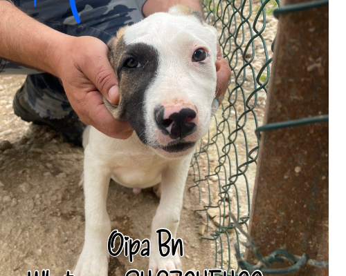 Adozione cane, maschio, meticcio, 3 anni e 1 mese, taglia grande, Verona