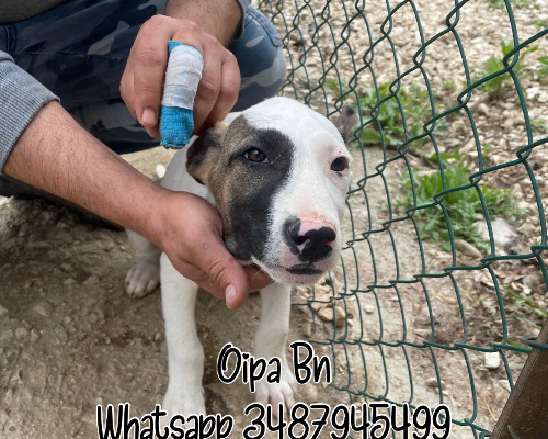 Adotta un cane, maschio, 3 anni e 1 mese, Verona