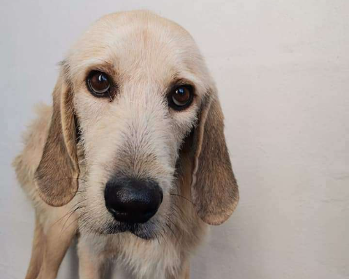 Vuoi adottare un cane a Reggio?