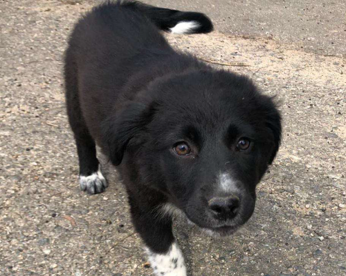 Adotta un cane, taglia media, femmina, Crotone