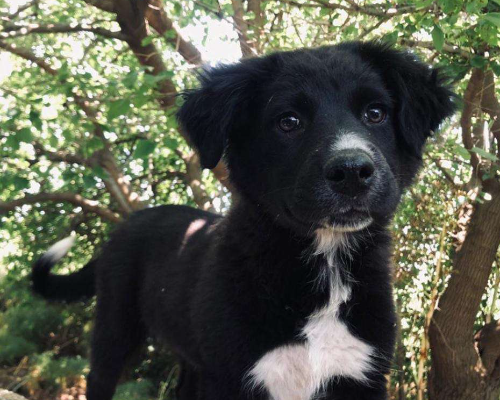 Adozione cane, femmina, meticcio, 2 anni e 9 mesi, taglia media, Crotone