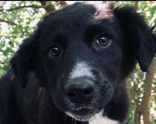 Adotta un cane, femmina, 2 anni e 9 mesi, Crotone