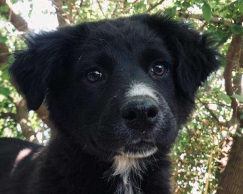 Vuoi adottare un cane a Crotone?