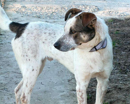 Adotta un cane, maschio, 4 anni e 1 mese, Parma