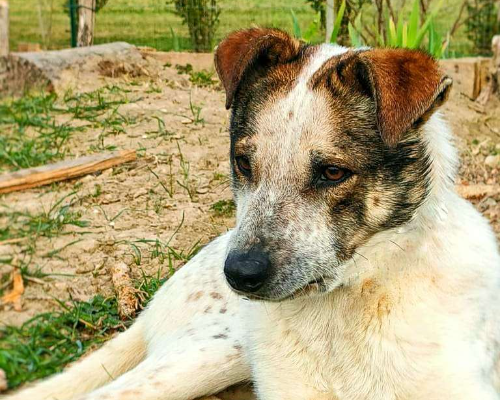 Adotta un cane, taglia media, maschio, Parma