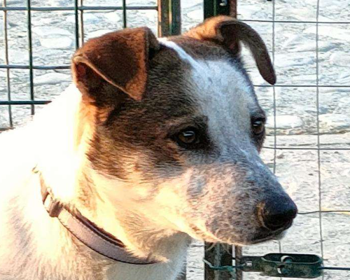 Adozione cane, maschio, meticcio, 4 anni e 1 mese, taglia media, Parma