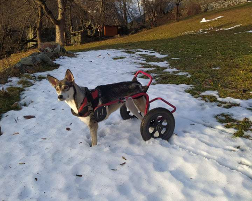 Adotta un cane, femmina, 5 anni  e 5 mesi , Torino