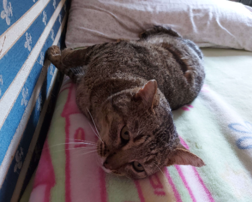 Adotta un gatto, maschio, 4 anni  e 1 mese, Barletta