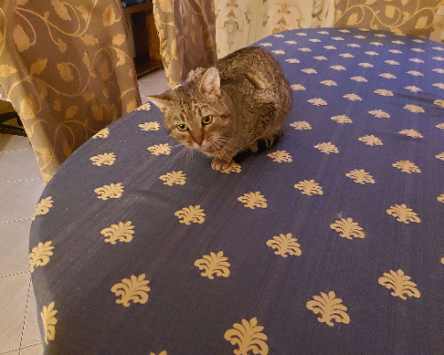 Adotta un gatto, taglia non valida, maschio, Barletta
