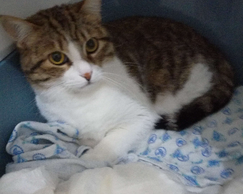 Adotta un gatto, femmina, 5 anni  e 9 mesi , Trapani