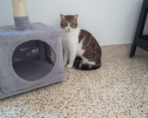 Foto 2 dell'animale