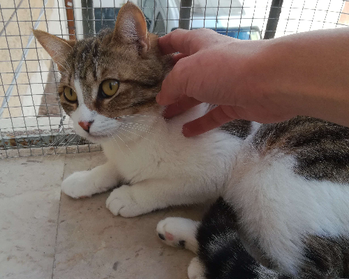 Vuoi adottare un gatto a Trapani?