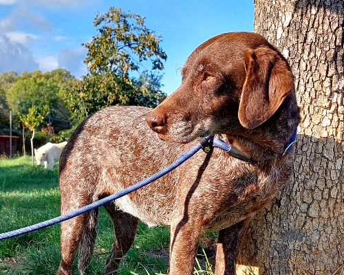 Adotta un cane, taglia media contenuta, femmina, Roma