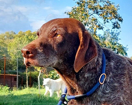 Adotta un cane, femmina, 7 anni  e 8 mesi , Roma