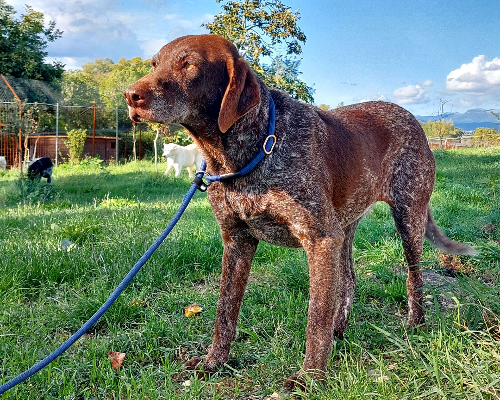 Vuoi adottare un cane a Roma?