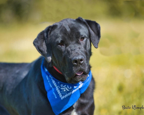 Adozione cane, maschio, Corso, 5 anni e 9 mesi, taglia gigante, Roma