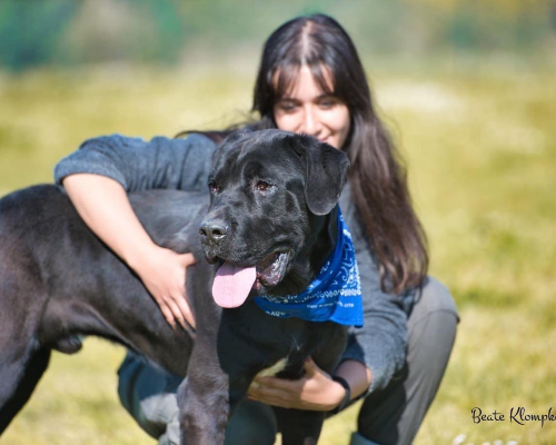 Adotta un cane, maschio, 5 anni e 9 mesi, Roma