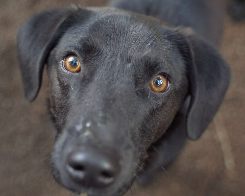Foto dell'animale