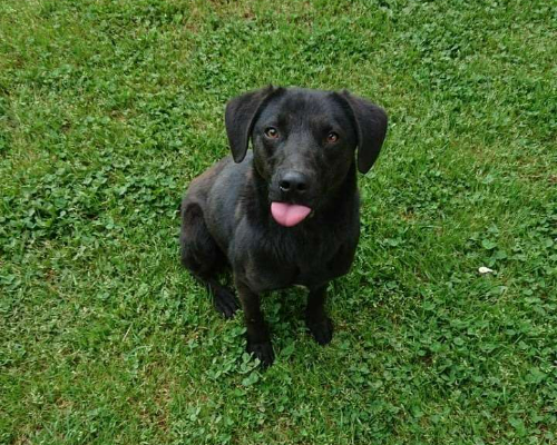 Adotta un cane, maschio, 5 anni  e 4 mesi , Roma