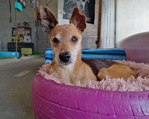 Adozione cane, maschio, meticcio, 13 anni e 2 mesi, taglia piccola, Nuoro