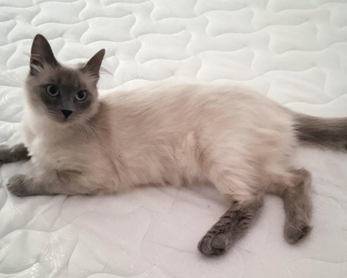 Adozione gatto, femmina, meticcio, 3 anni e 4 mesi, taglia non valida, Firenze