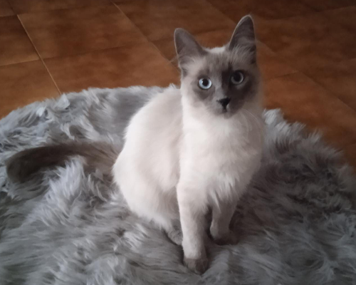 Adotta un gatto, femmina, 3 anni e 4 mesi, Firenze